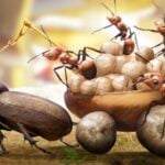 ants underground kingdom insects and insect habitat guide